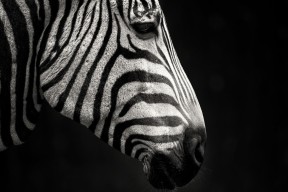 开云真人体育娱乐-改革创新：新赛制引领台球运动新潮流，台球比赛赛制